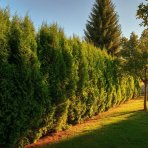 Tuja západná (Thuja occidentalis) ´SMARAGD´ – výška 190–200 cm, kopaná